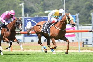 Group One-winning South Island Sale graduate Shadows Cast.